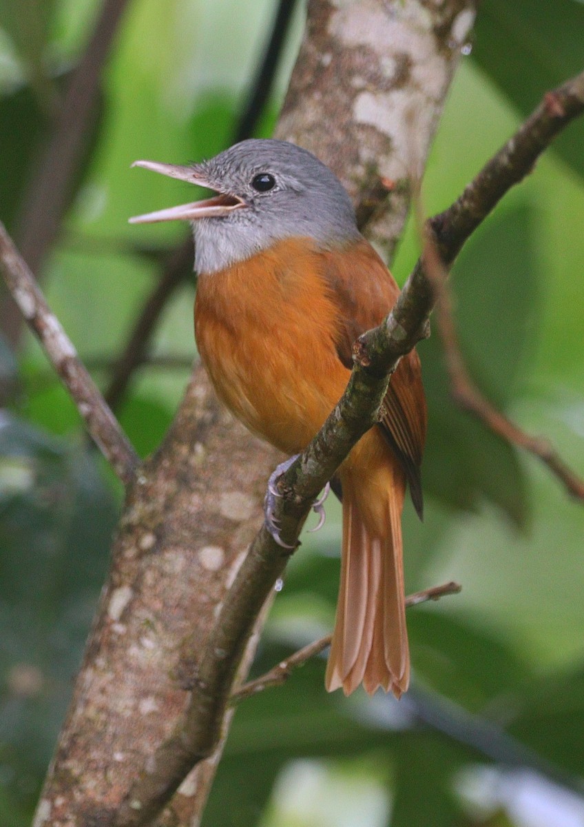 gråhodeattila - ML644693999