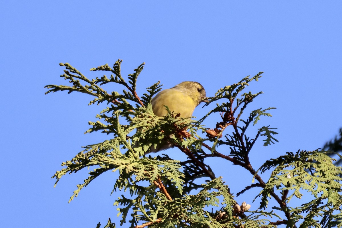 grønnsisik - ML644694000