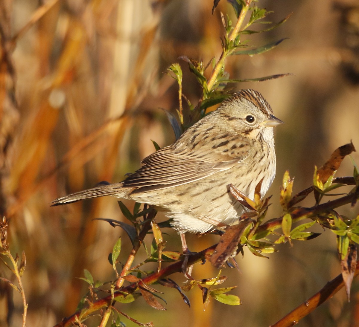 gråbrynspurv - ML644694004