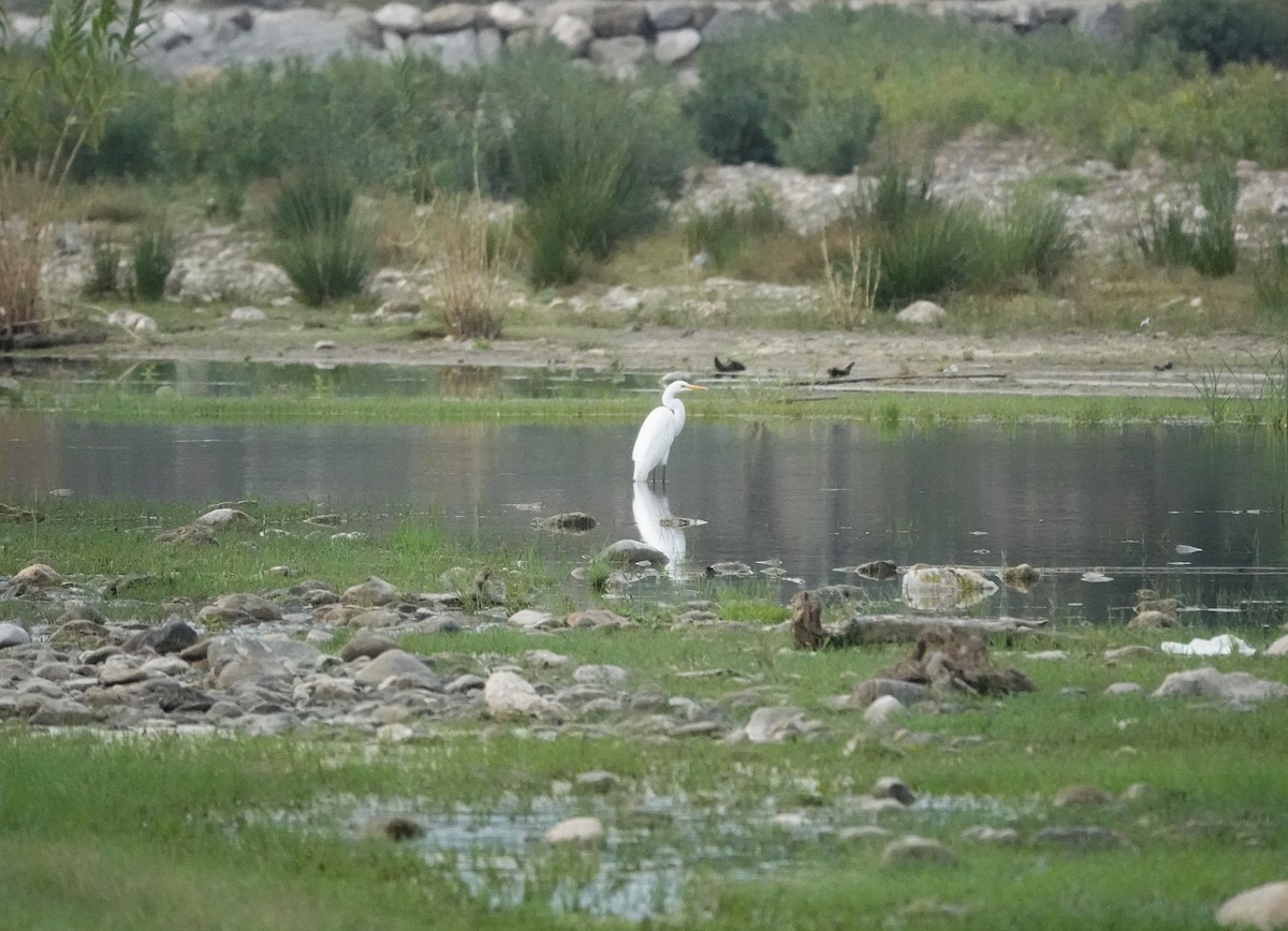 egretthegre - ML644694007