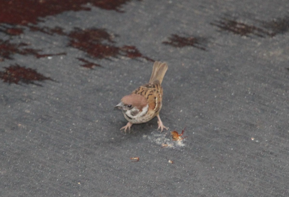 pilfink - ML644694008