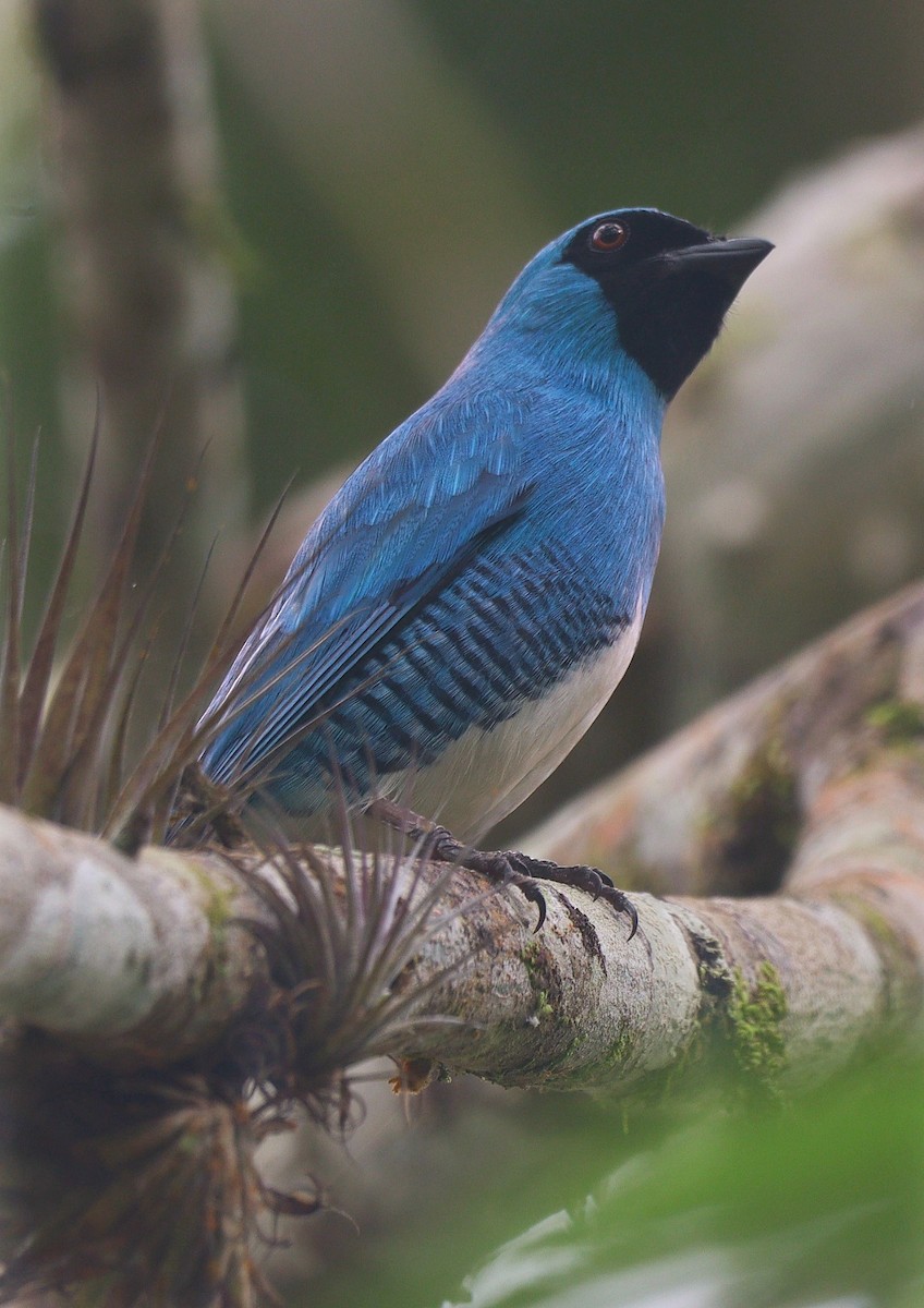 svaletanagar - ML644694009