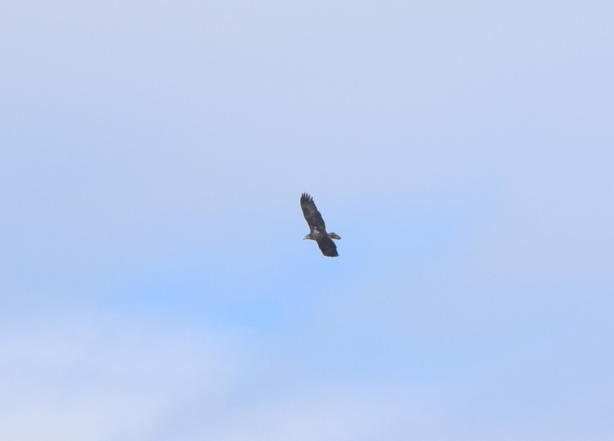 hvithodehavørn - ML644694012