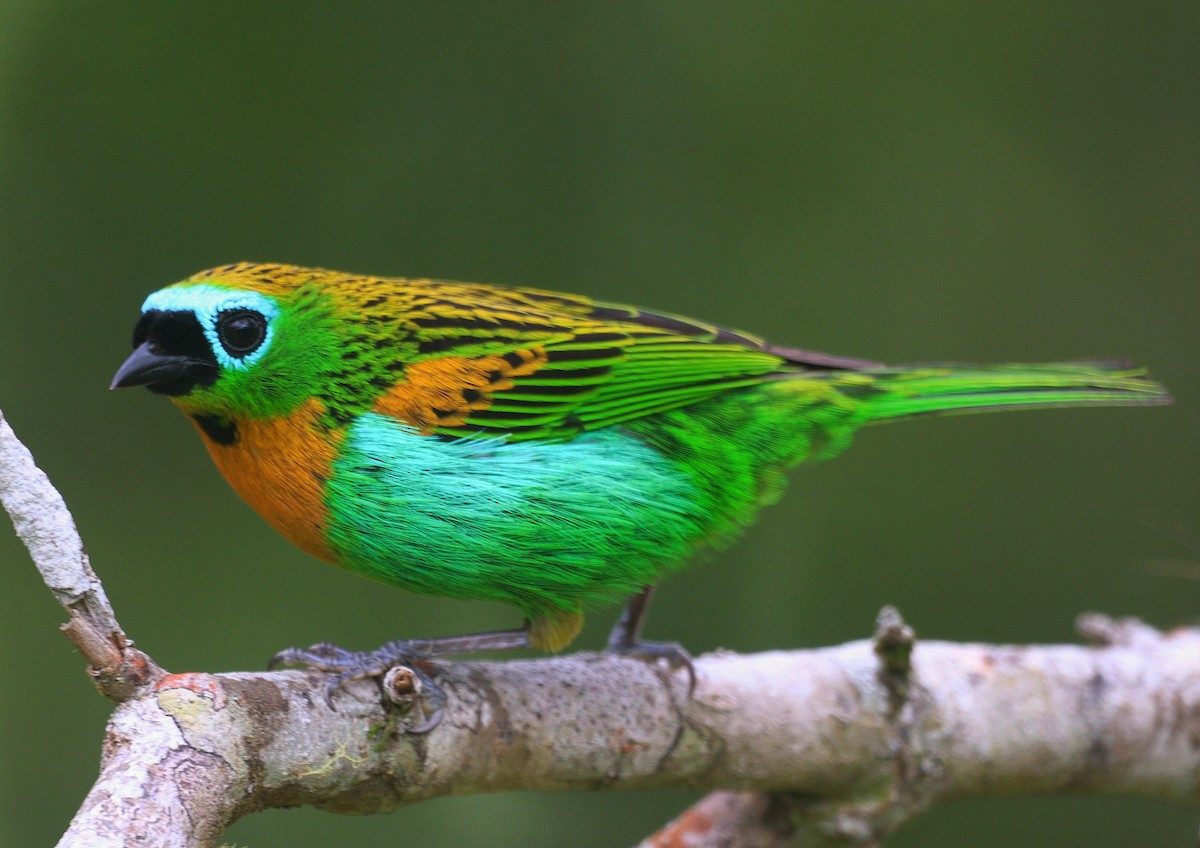 messingtanagar - ML644694013