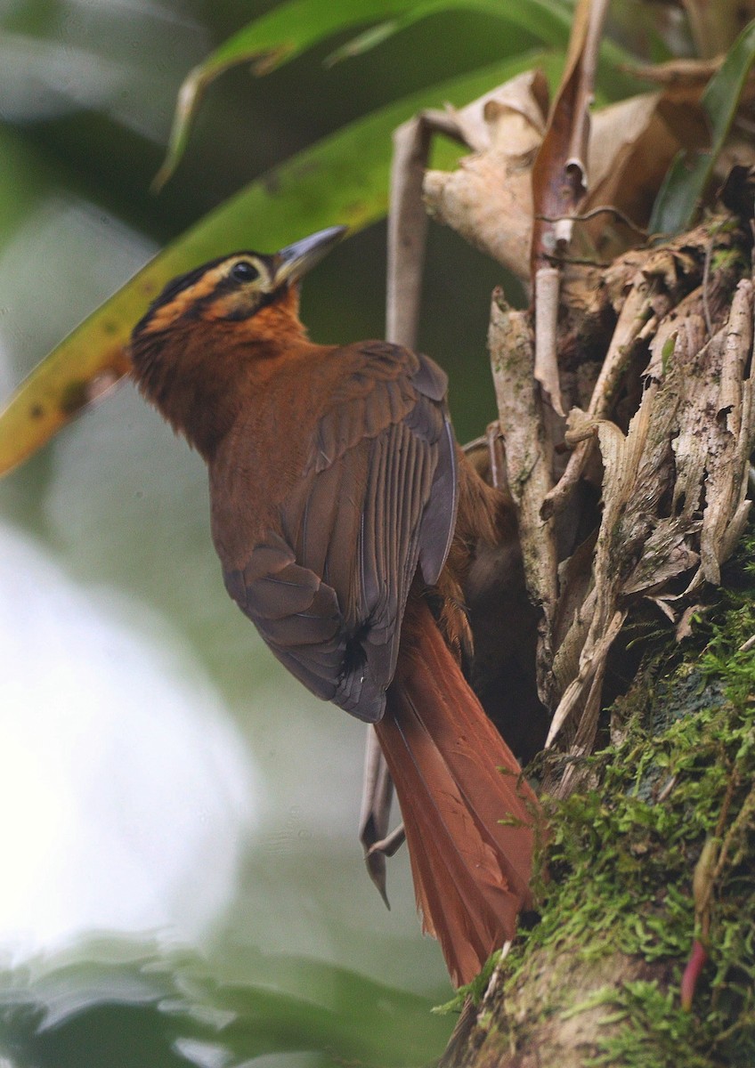 Black-capped Foliage-gleaner - ML644694021