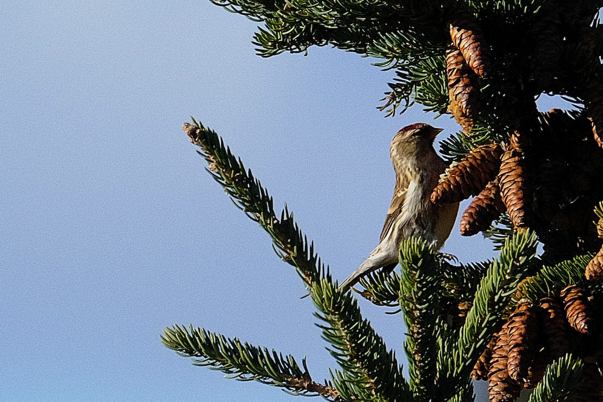 ベニヒワ - ML644694024