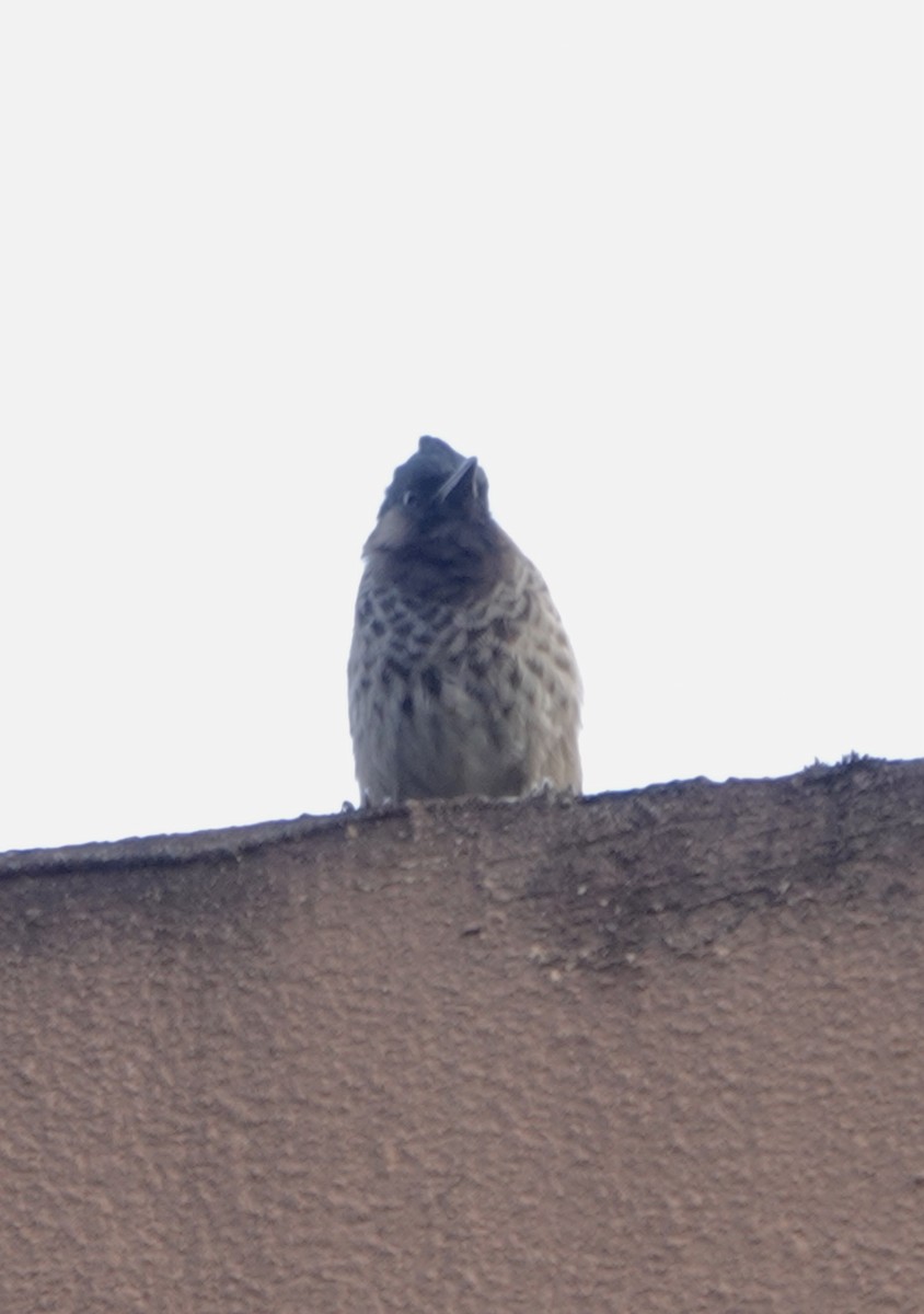 Red-vented Bulbul - ML644694037