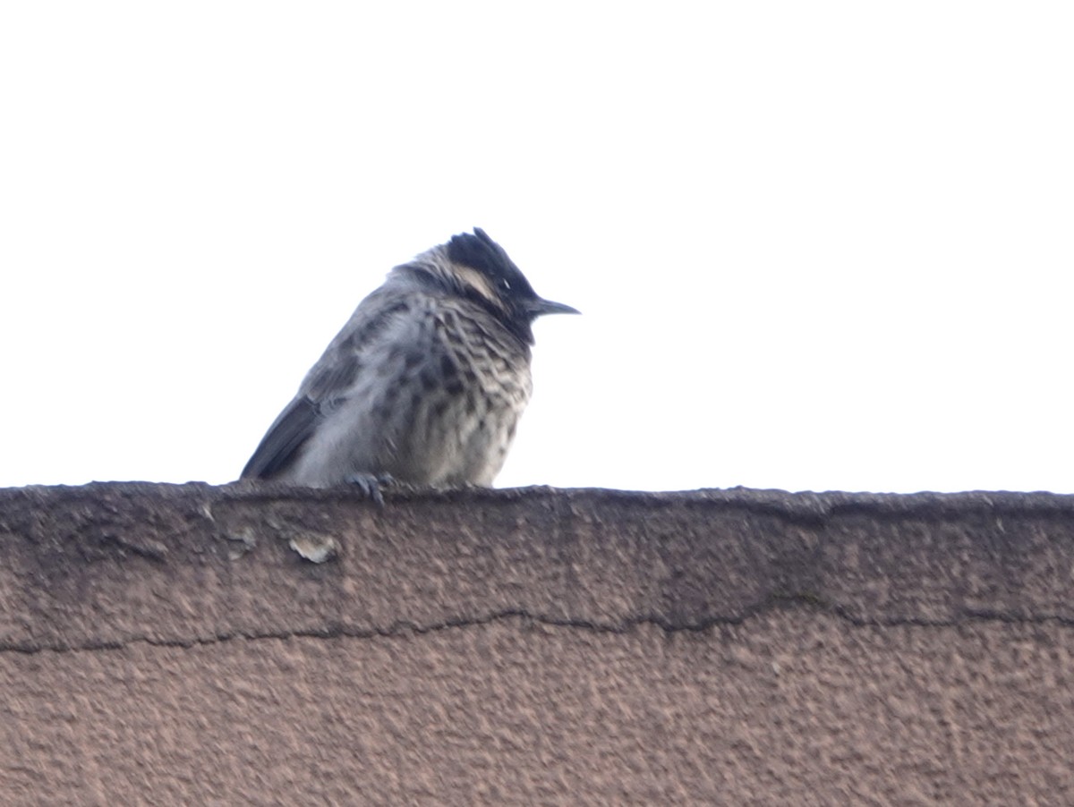 Red-vented Bulbul - ML644694038