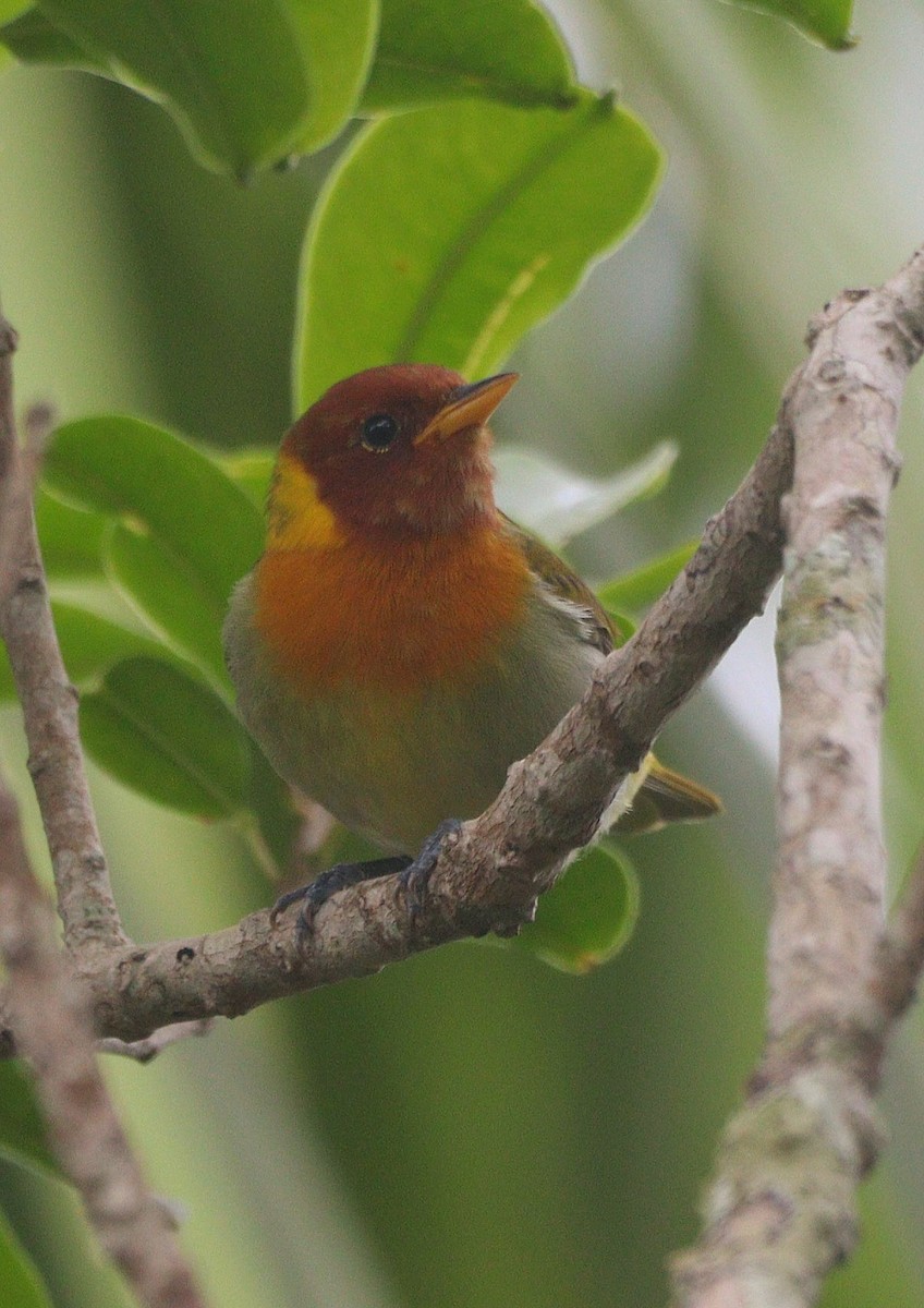 Rufous-headed Tanager - ML644694039