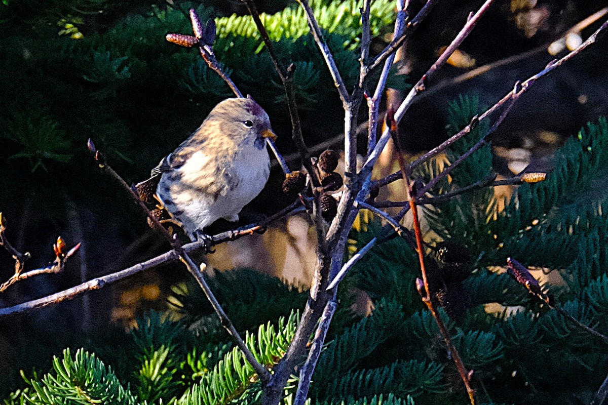 ベニヒワ - ML644694042