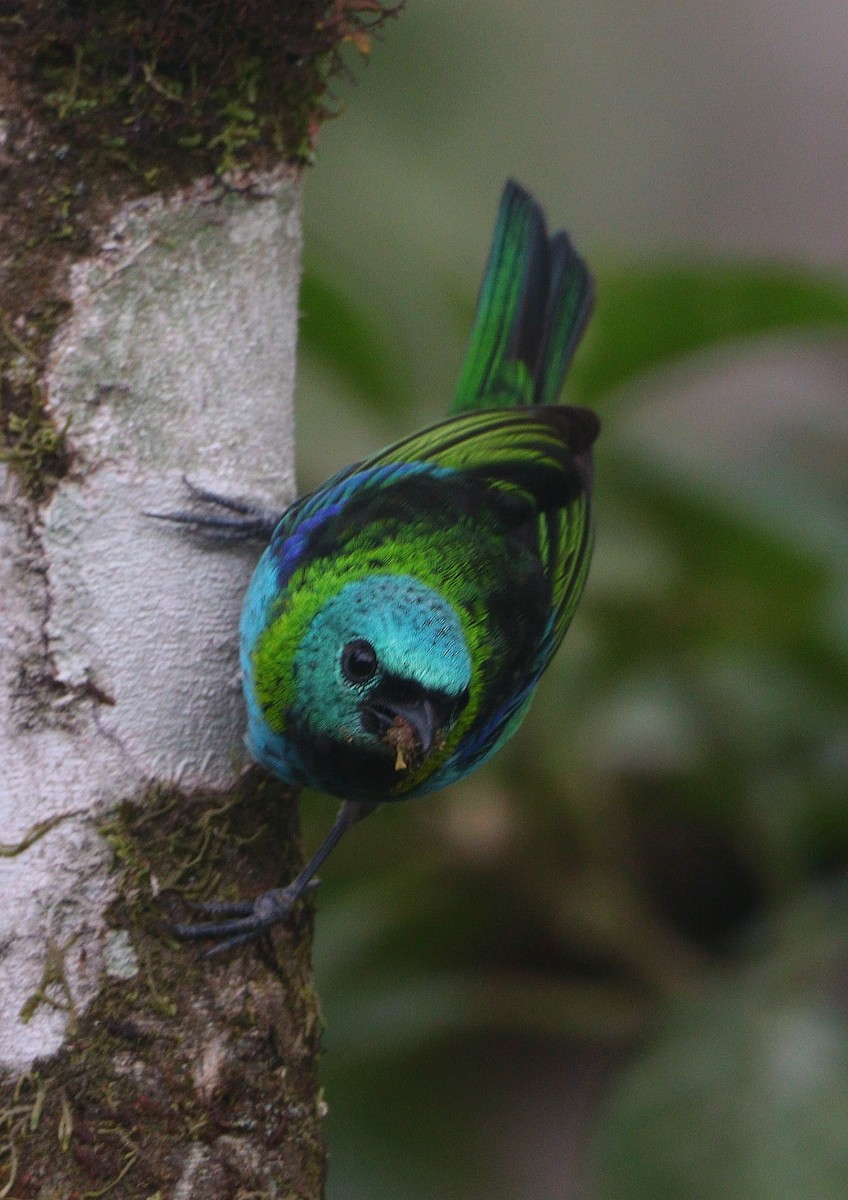 Green-headed Tanager - ML644694043