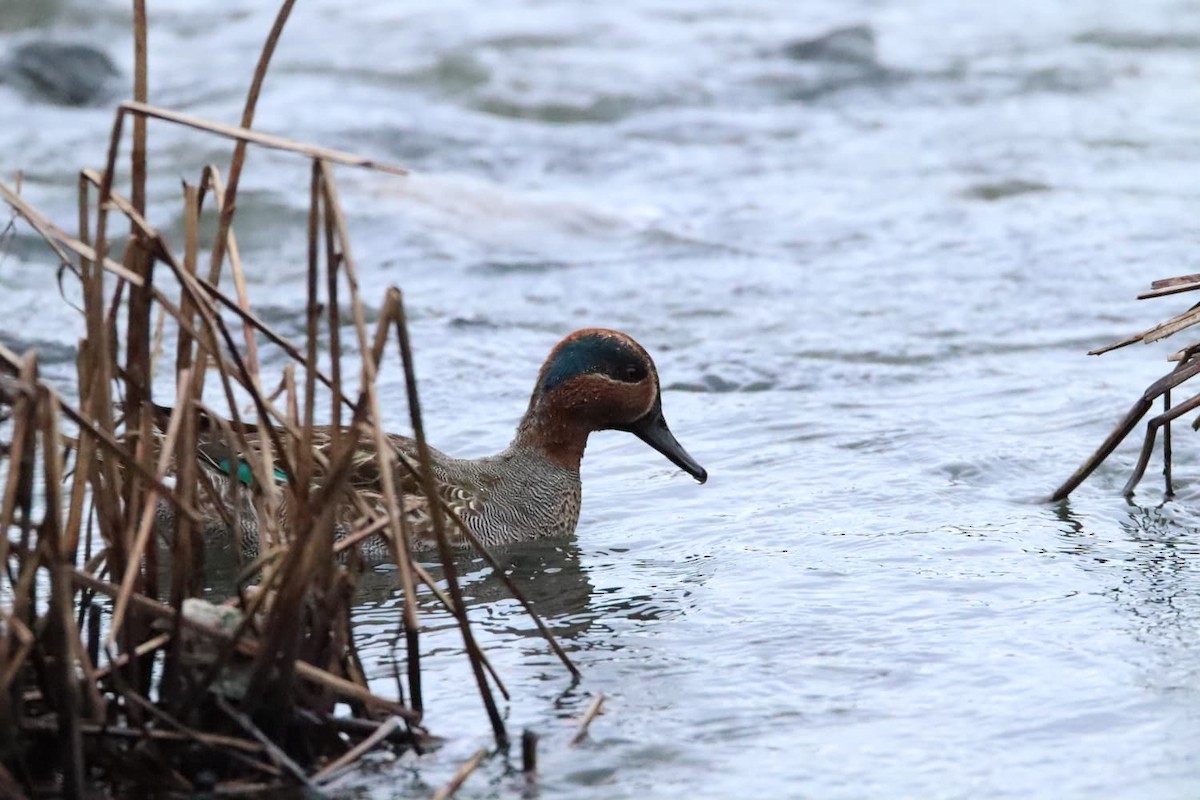 小水鴨 - ML644694050