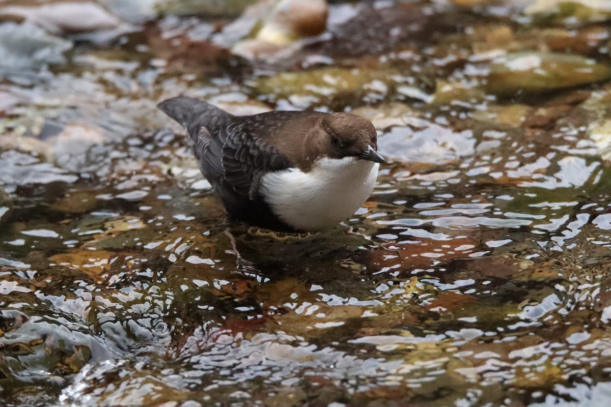 White-throated Dipper - ML644694052
