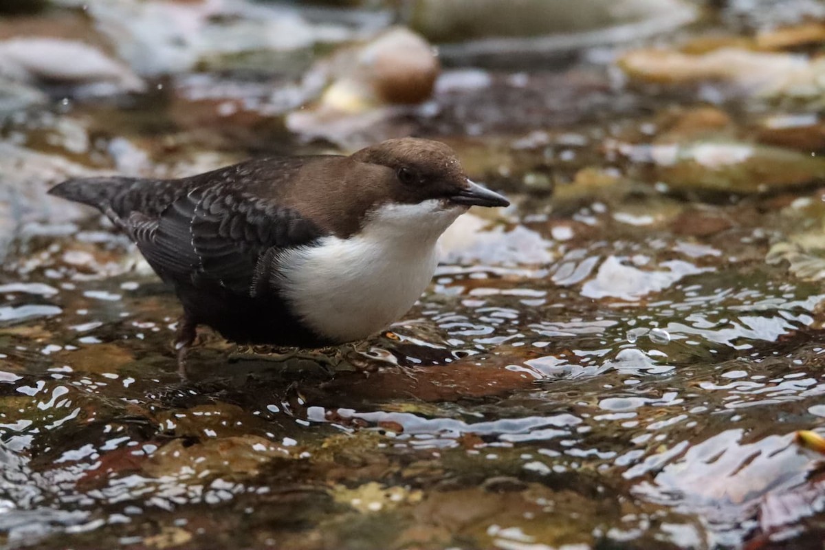 White-throated Dipper - ML644694055