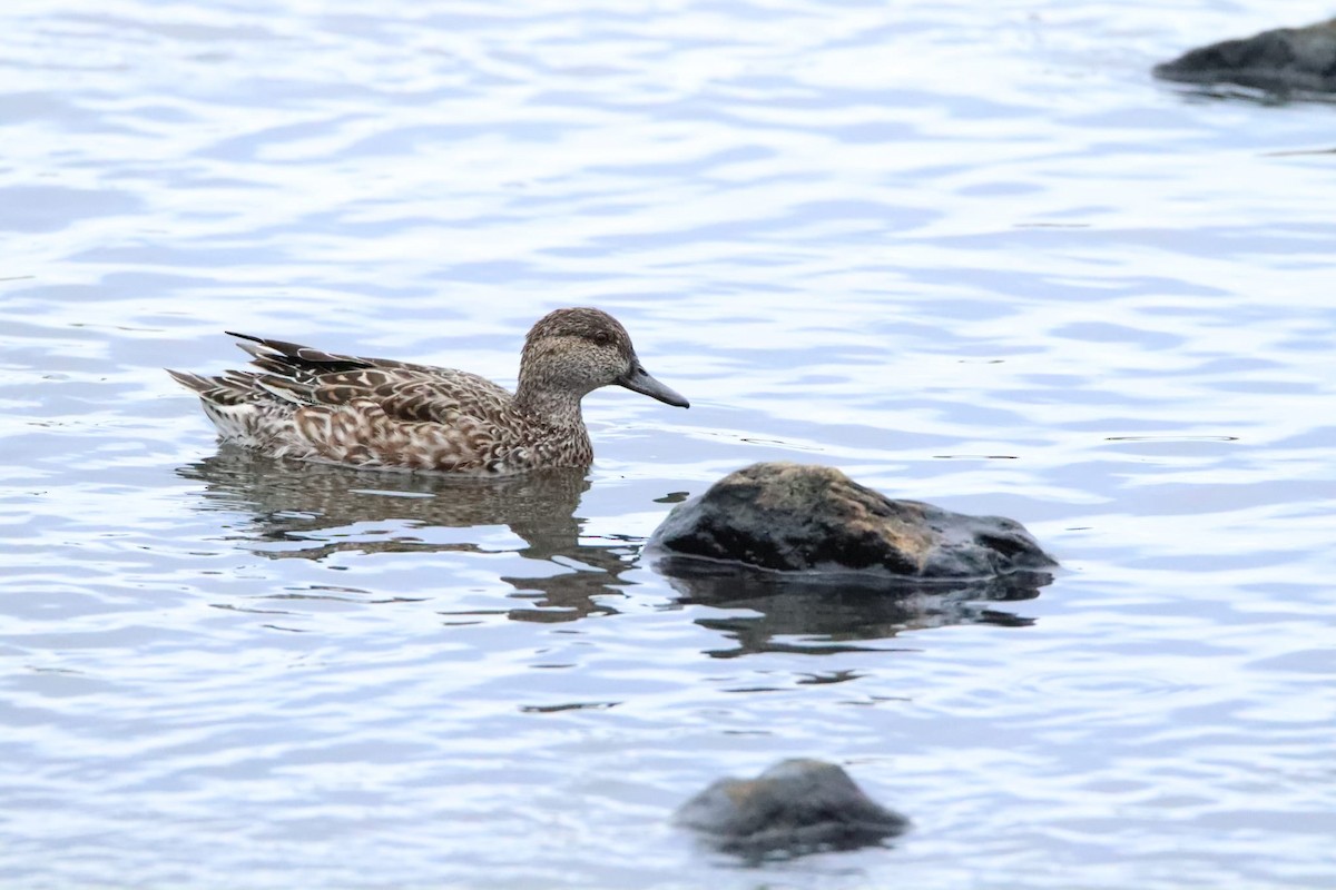 小水鴨 - ML644694059