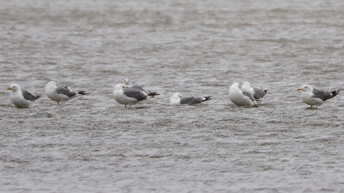 Heringsmöwe - ML644694061