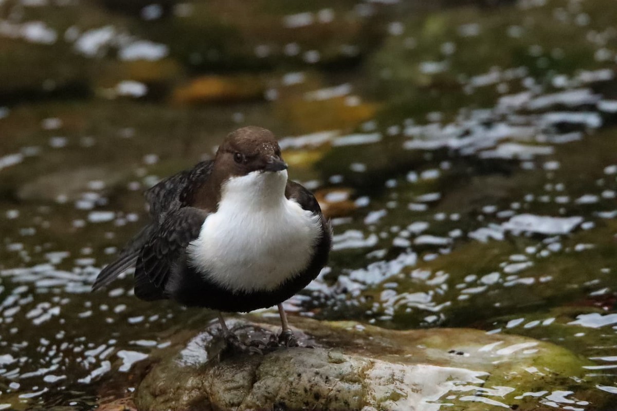 White-throated Dipper - ML644694062