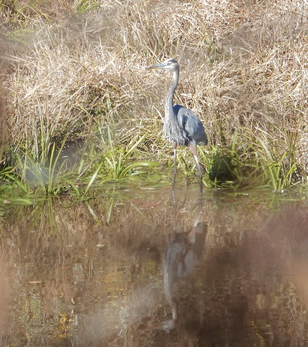 Great Blue Heron - ML644694063