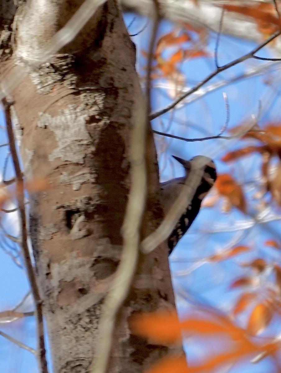 Hairy Woodpecker - ML644694074