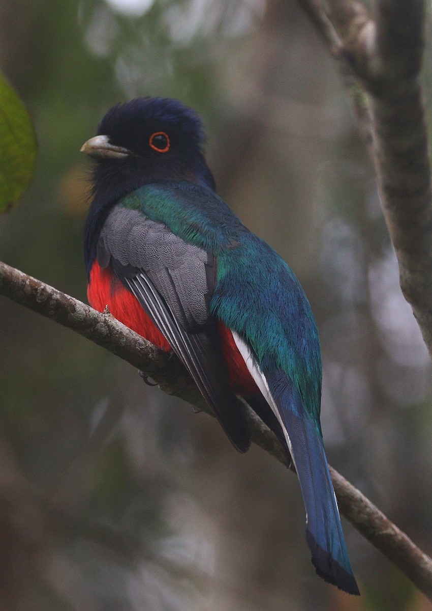 Surucua Trogon - ML644694075