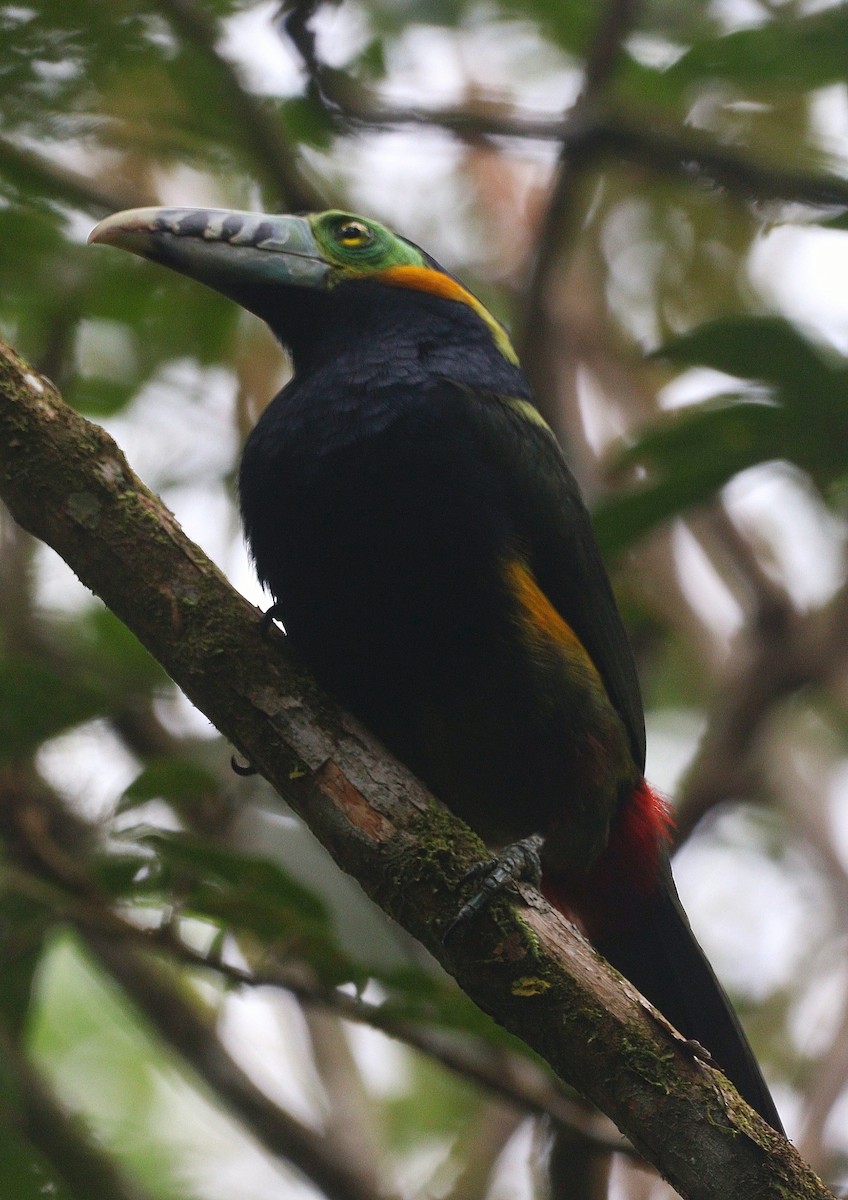 Fleckenarassari - ML644694077