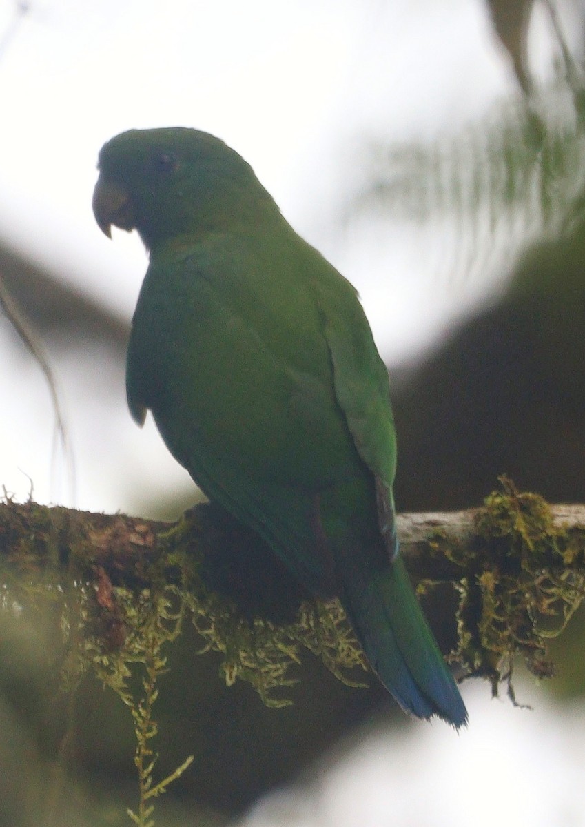 Blaubauchpapagei - ML644694079