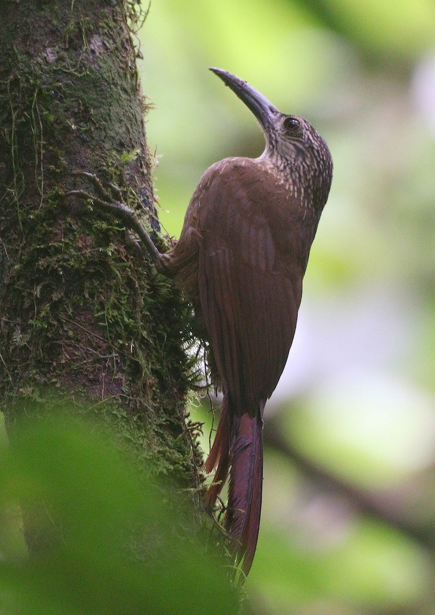 Grimpar à gorge blanche - ML644694087