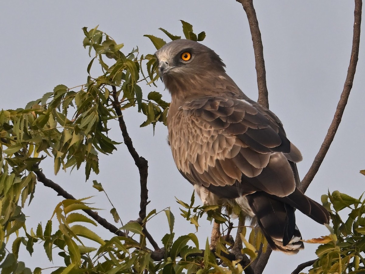 orlík krátkoprstý - ML644694088