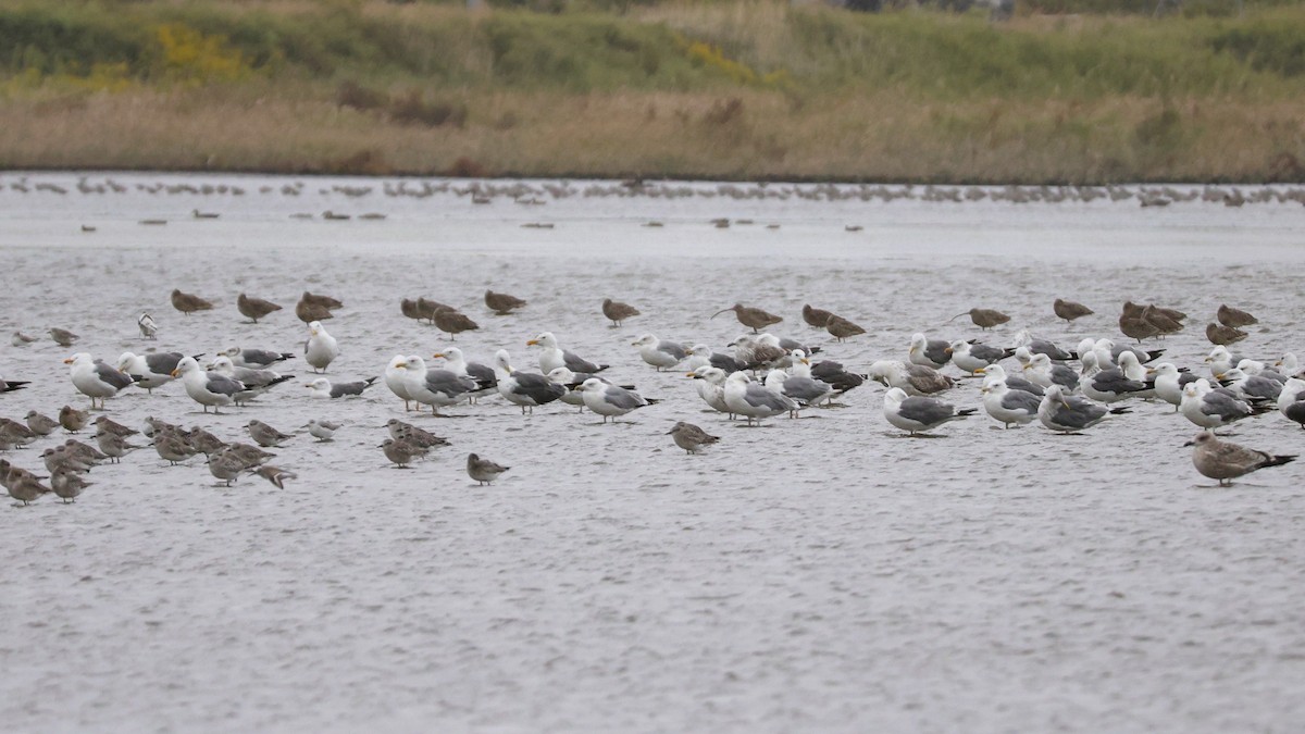 Heringsmöwe - ML644694089