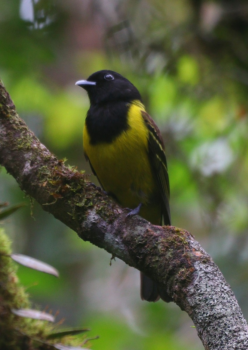 Hooded Berryeater - ML644694090