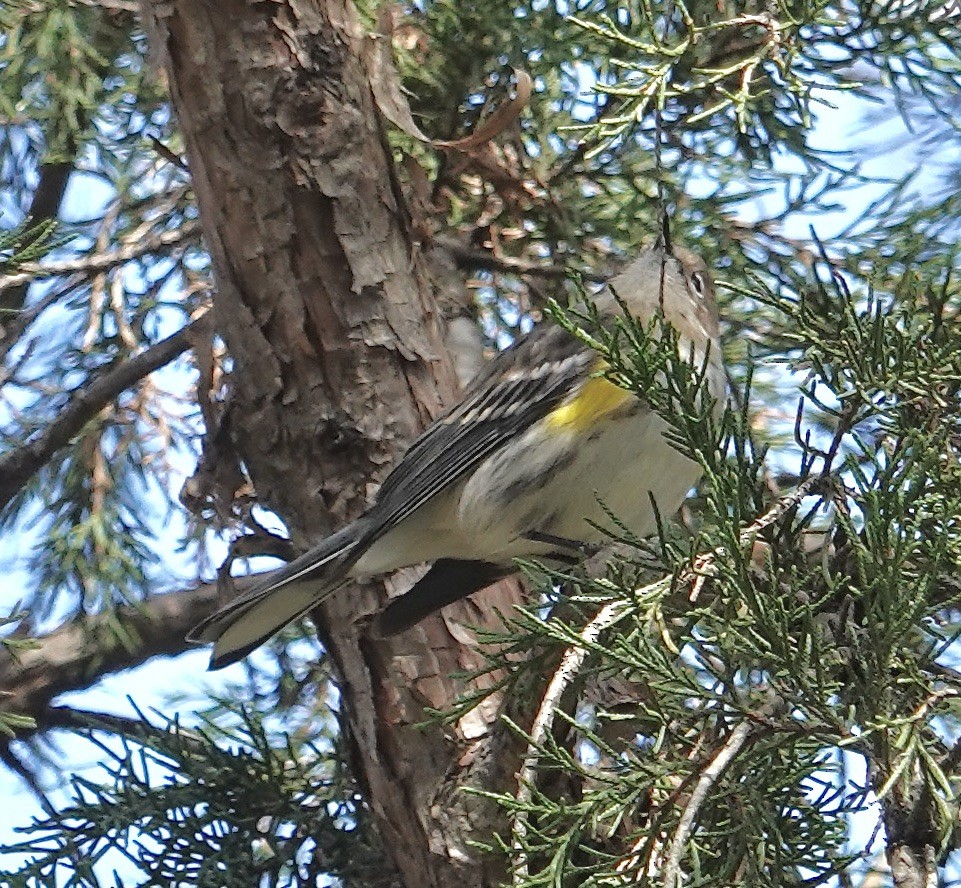 Yellow-rumped Warbler - ML644694091