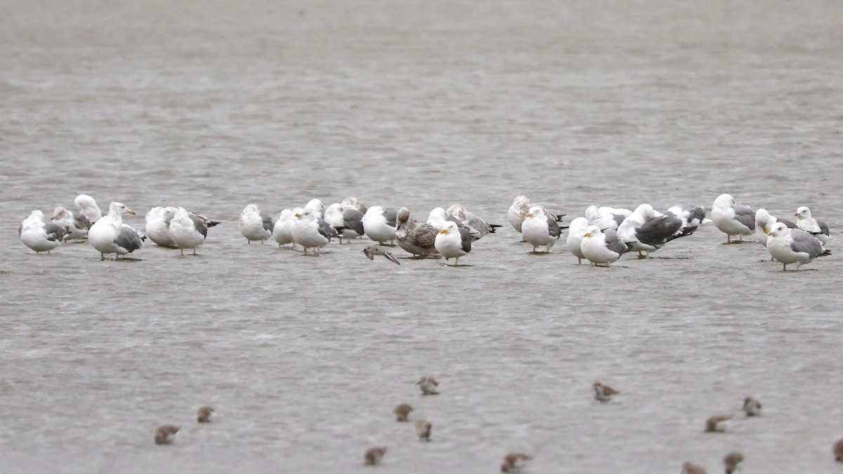 Heringsmöwe - ML644694104