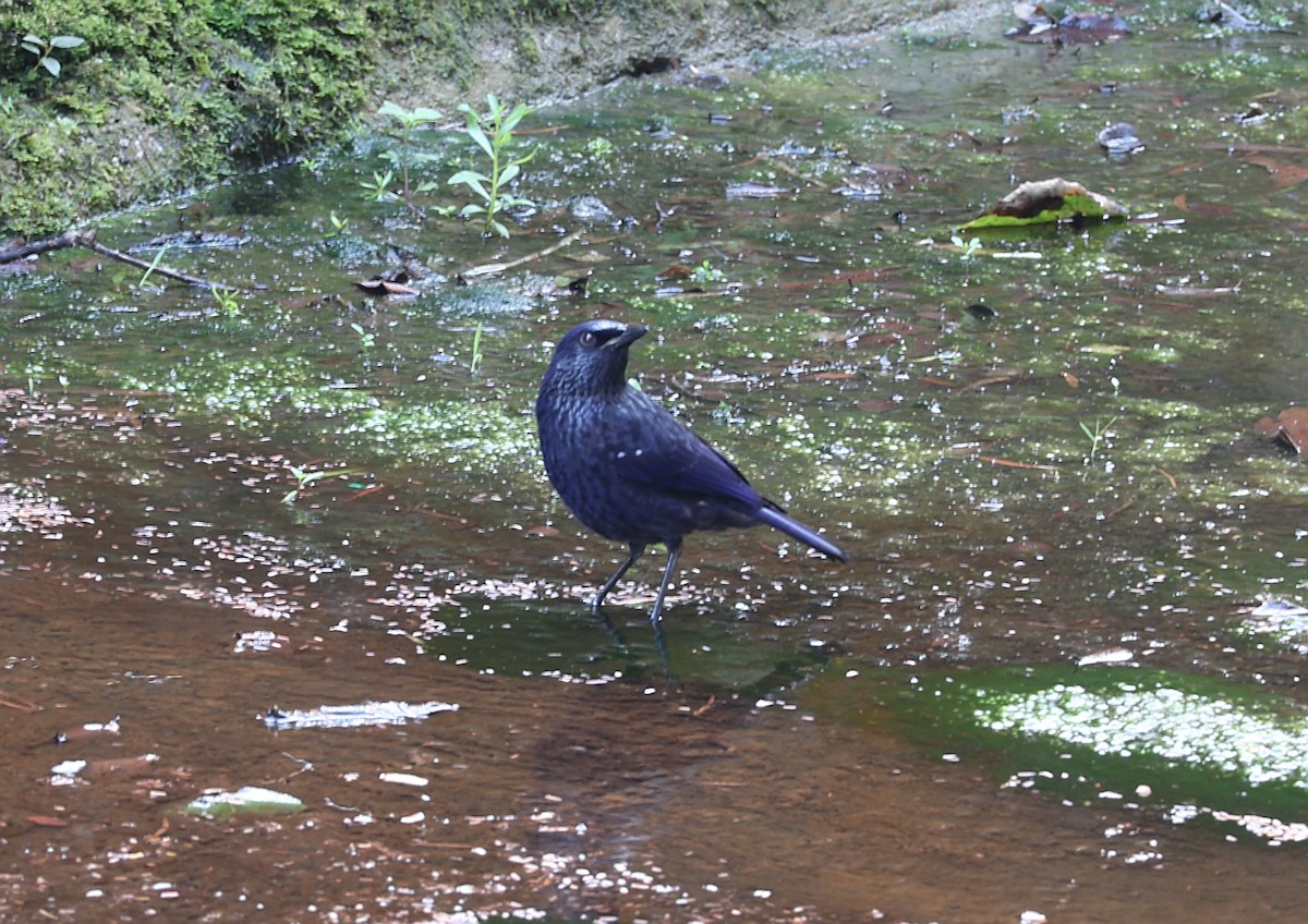 オオルリチョウ（caeruleus） - ML644694108