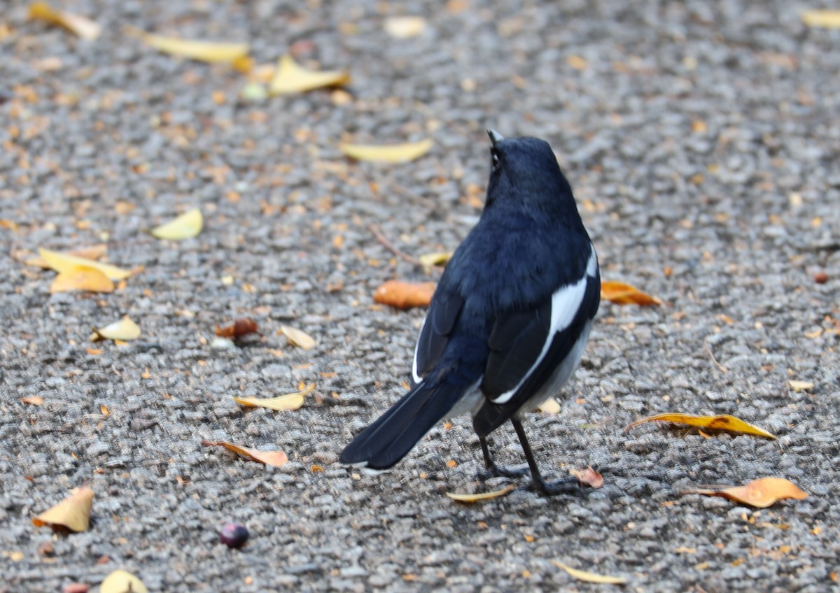 シキチョウ（saularis グループ） - ML644694109