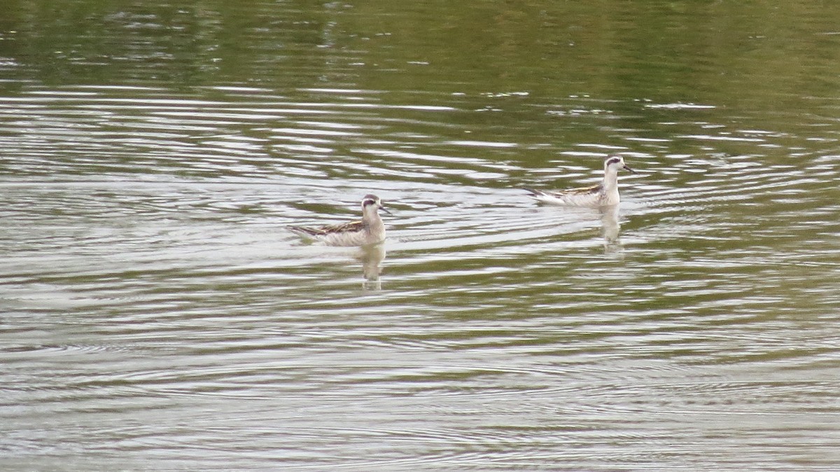 Falaropo beccosottile - ML644694114