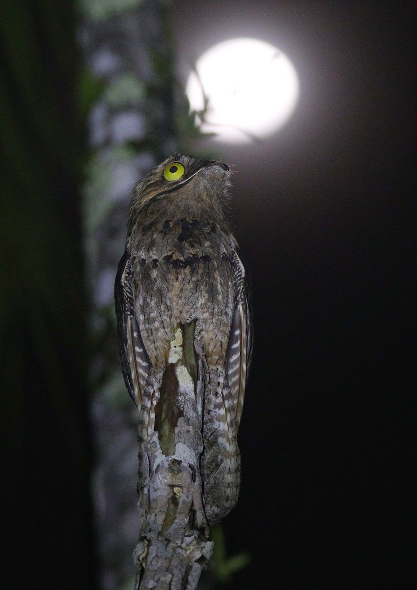 Common Potoo - ML644694115