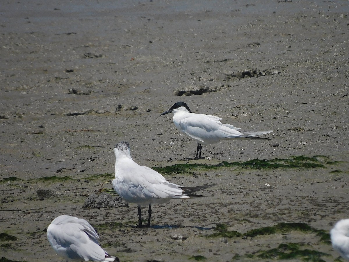 Australian Tern - ML644694116