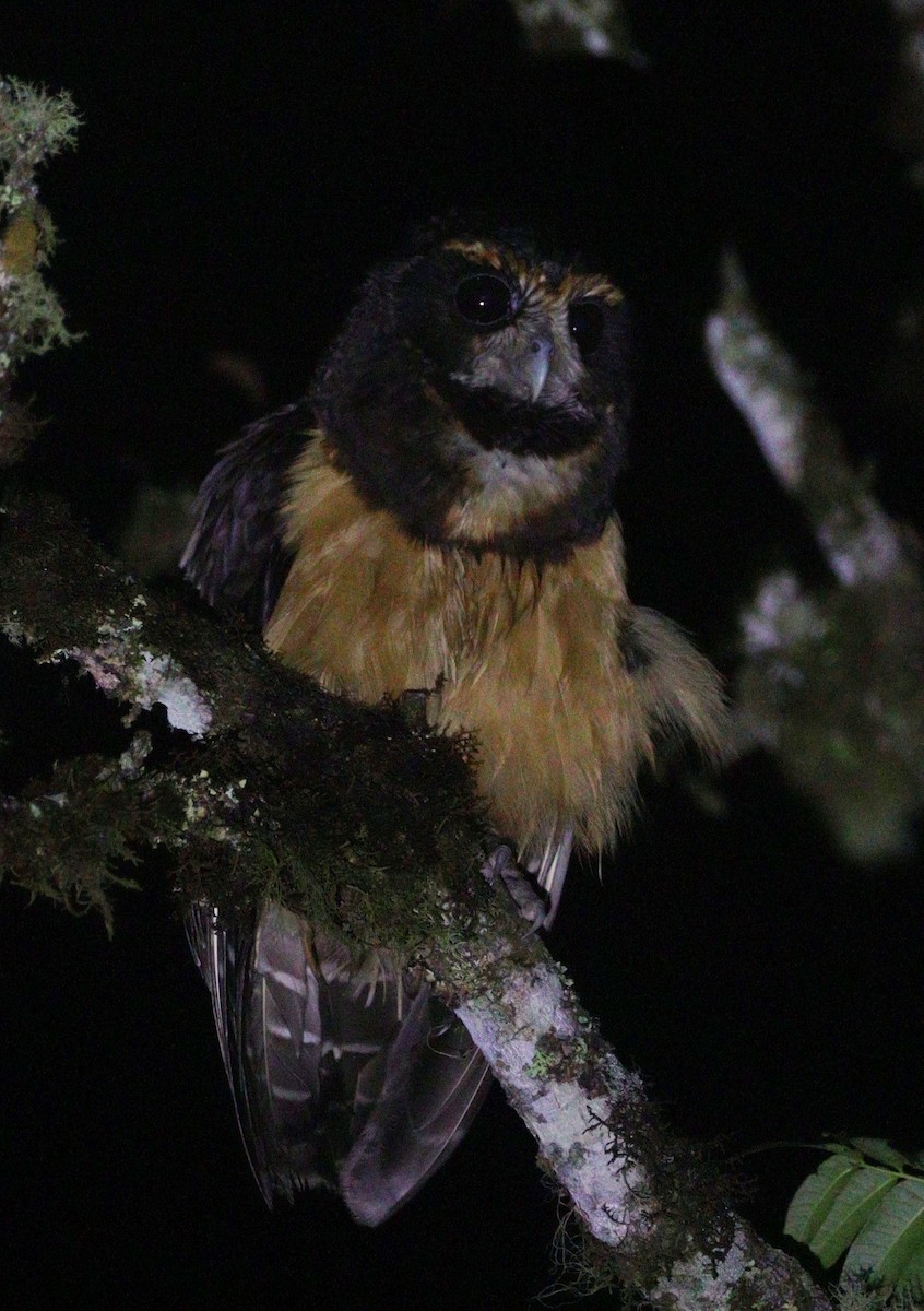 Tawny-browed Owl - ML644694117