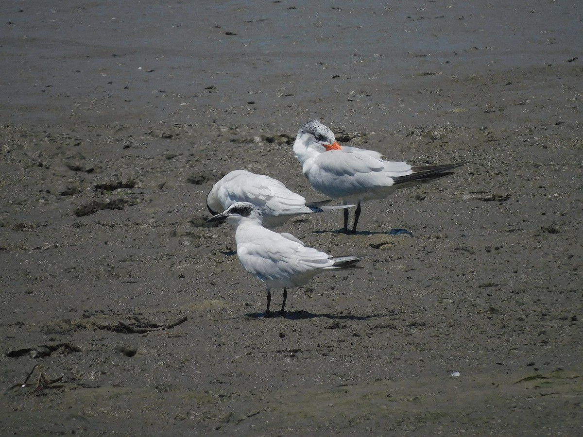 Australian Tern - ML644694118
