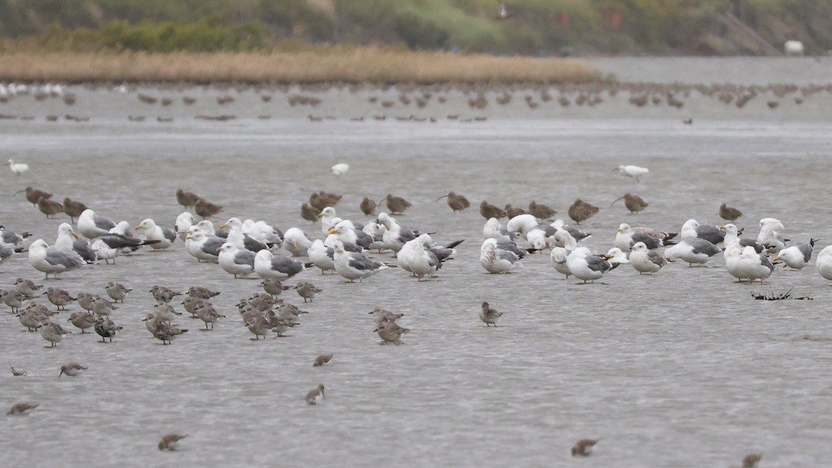 Heringsmöwe - ML644694119