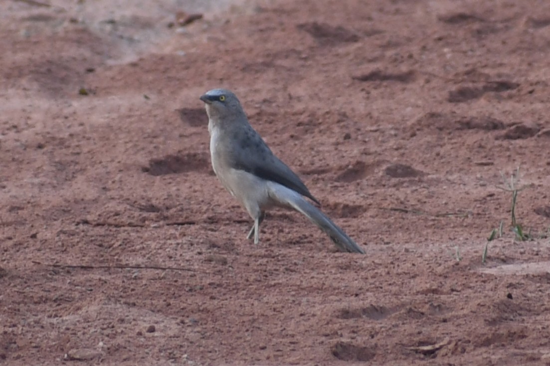 Large Gray Babbler - ML644694126