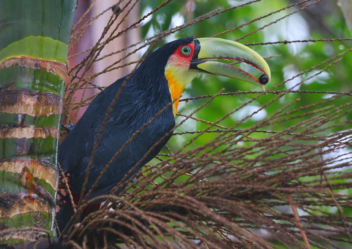 Red-breasted Toucan - ML644694129