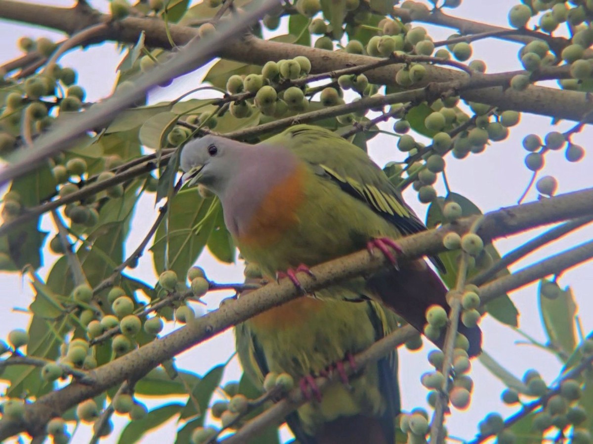 holub papouščí - ML644694133