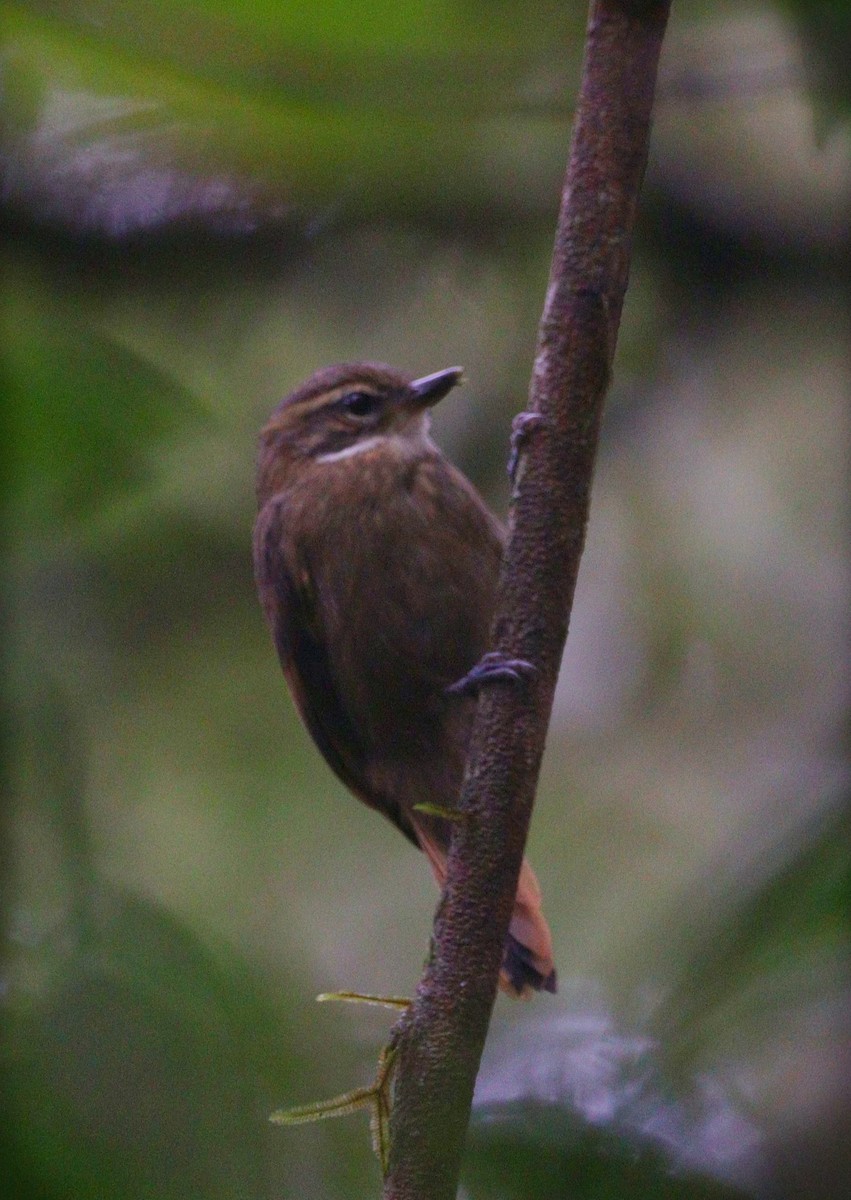 Atlantic Plain-Xenops - ML644694135