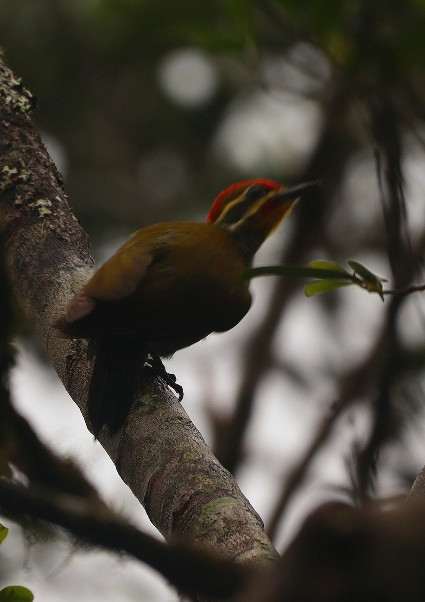 Altın Kaşlı Ağaçkakan - ML644694140