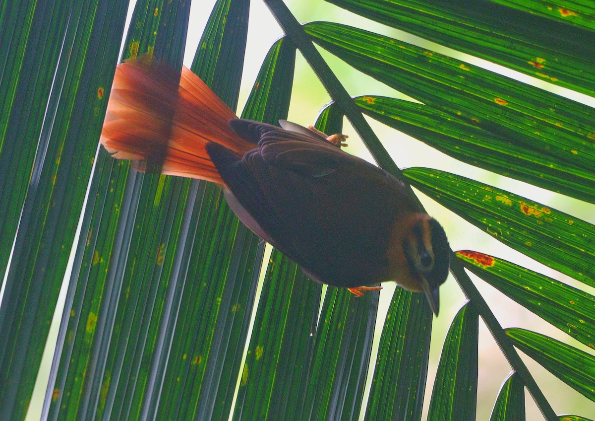 Black-capped Foliage-gleaner - ML644694149