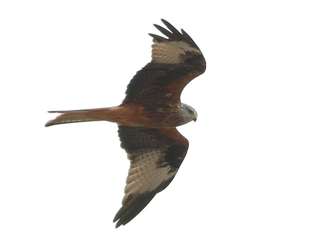 Red Kite - ML644694154