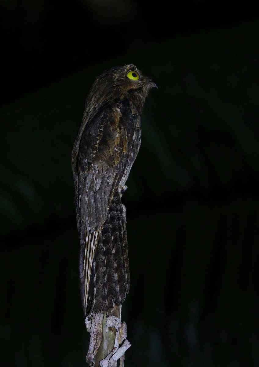 Common Potoo - ML644694163