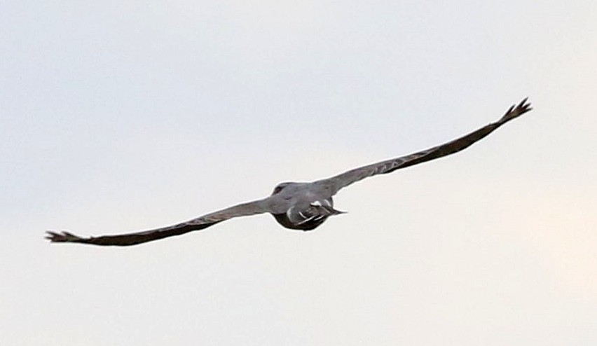 オオタカ - ML644694171