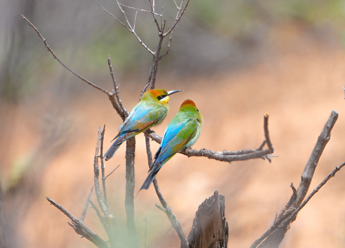 vlha duhová - ML644694181